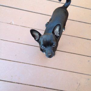 Meet your Posher, Janet